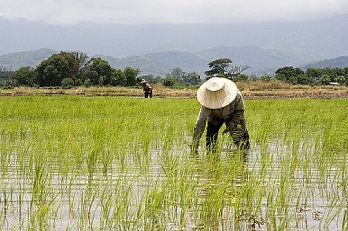 Промышленность тайланда. Сельское хозяйство Тайланда. Земледелие, рис в Китае. Сельское хозяйство Восточной Азии. Рис сельское хозяйство.