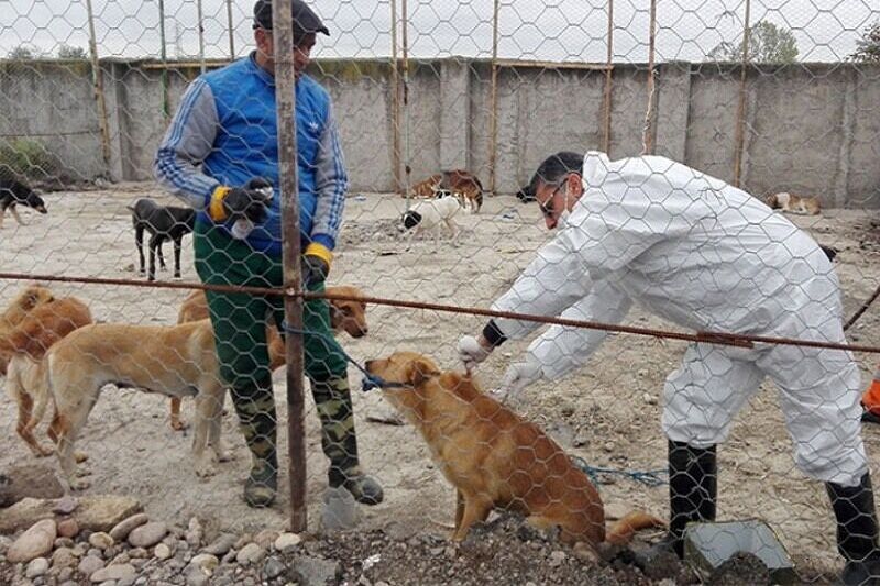  زنده‌گیری ۲ هزار و ۹۰۰ قلاده سگ بدون صاحب در اسلامشهر