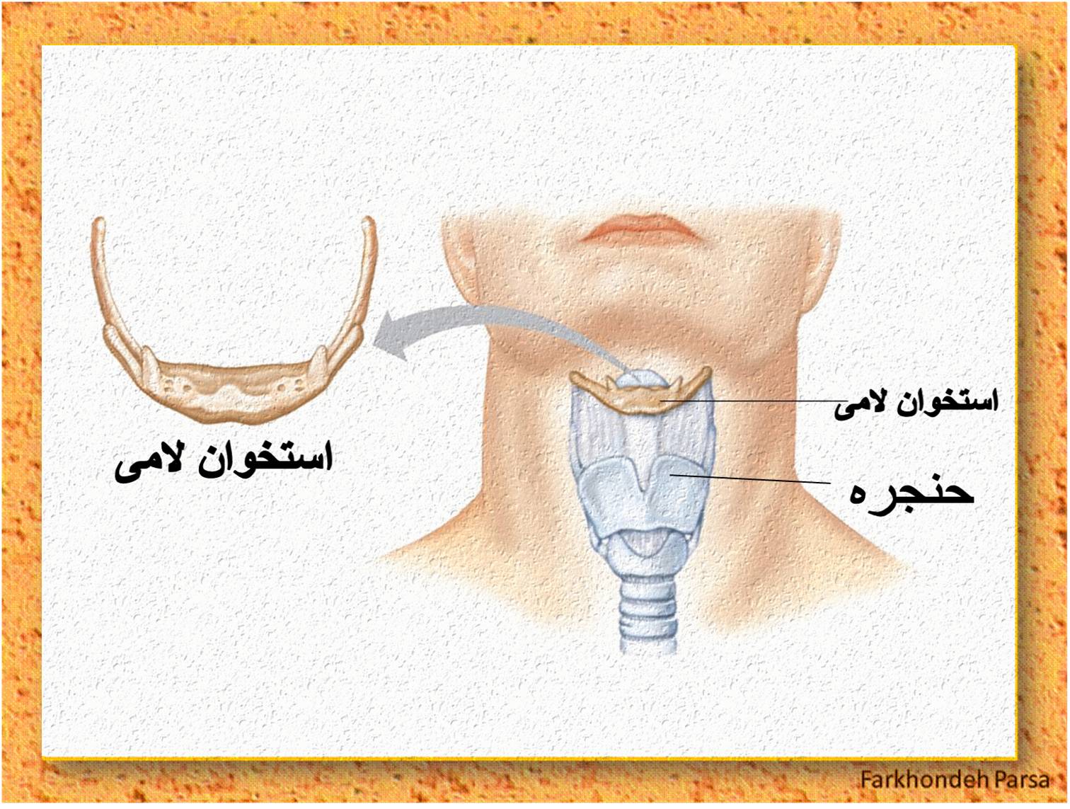 Hyoid arch