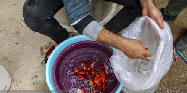  توصیه های دامپزشکی استان تهران به مردم برای خرید ماهی قرمز