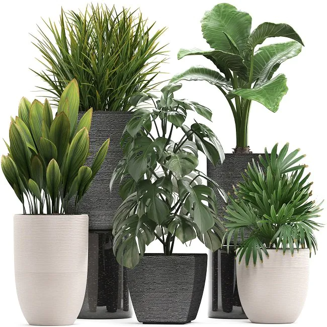 گیاهان آپارتمانی مقاوم به کم‌نوری کدامند؟