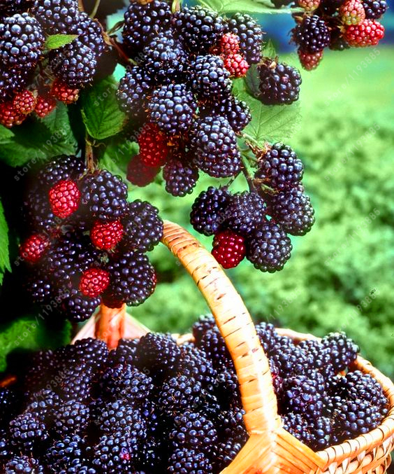 [تصویر:  blackberry-tree-raspberry-seeds-200-pcs-...-4_6pt.jpg]
