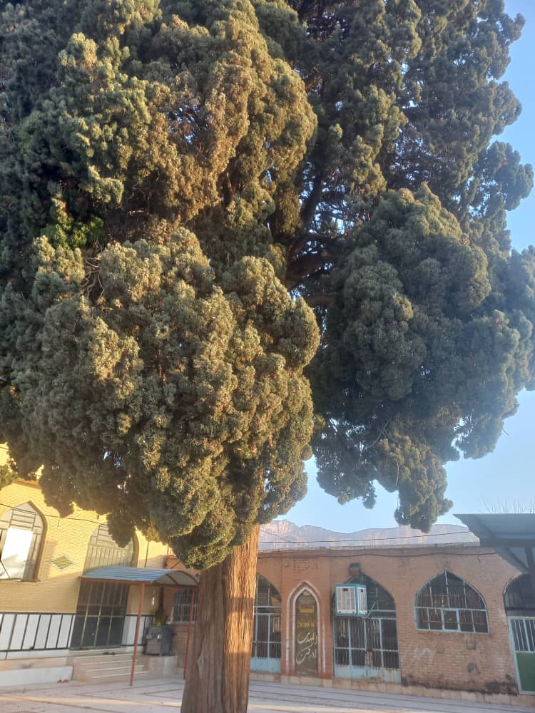 سرو چند هزارساله