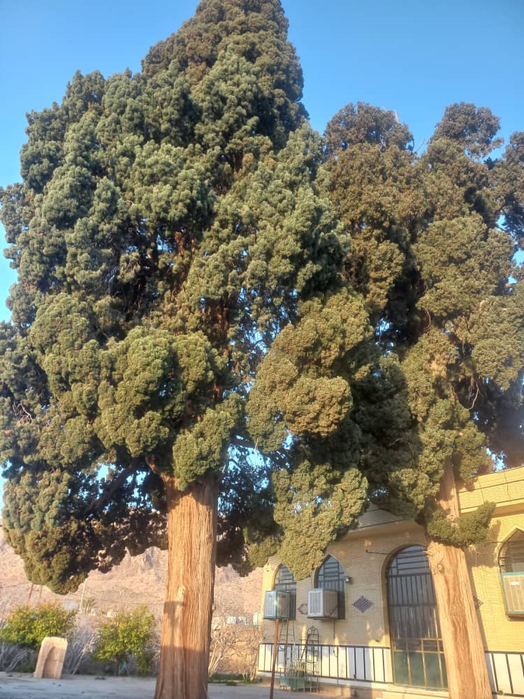 سروهای جند هزارساله مسجد جامع ایج