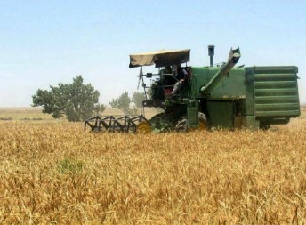آغاز حرکت کمباین‌ها در گندمزارهای خطه شمالی خلیج فارس/ پیش‌بینی افزایش ۴۰ درصدی تولید گندم در استان هرمزگان