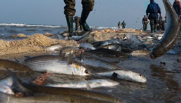 افزایش ۸۲ درصدی صید ماهیان استخوانی دریای خزر