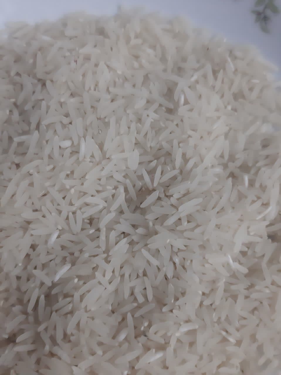 برنج فجر مجلسی کیسه 10 کیلویی