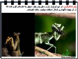 028r_insects-6-13.jpg