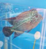 1cp_img-20150520-wa0001-1.jpg