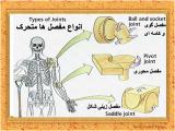 28fz_body-skeleton-12-2.jpg