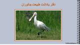 2n4v_stork-5-2.jpg
