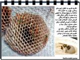 3w1a_insects-25-12.jpg
