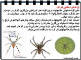 3xsc_spiders_-4-9.jpg