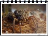 3y9_spiders_-4-5.jpg