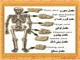 3ycg_body-skeleton-11-8.jpg