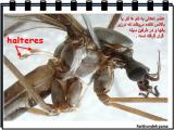 45v9_insects-10-9.jpg