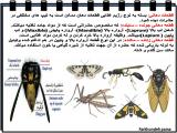 4kob_insects-15-2.jpg