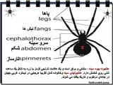 4sdi_spiders_-4-15.jpg
