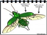 5gmk_insects-9-7.jpg