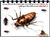 5mwa_insects-6-5.jpg