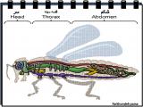 6i8v_insects-6-11.jpg