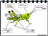 74ku_insects-17-2.jpg