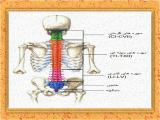 7g7e_body-skeleton-4-11.jpg