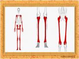 7pze_body-skeleton-8-5.jpg