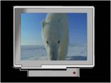 7x2a_polar_bear--5.jpg