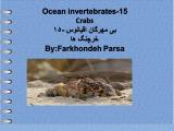 87lr_ocean_invertebrates-15-1.jpg