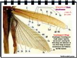 89b9_insects-13-16.jpg