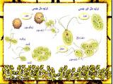 8be3_microbes-5-8.jpg
