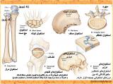 8gon_body-skeleton-3-3.jpg
