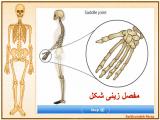 8p97_body-skeleton-13-10.jpg