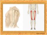 8r2q_body-skeleton-8-4.jpg
