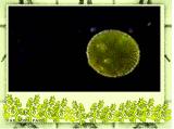 99d_microbes-5-14.jpg