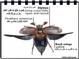 9ibp_insects-17-9.jpg