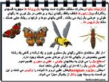 9qxd_insects-7-7.jpg