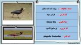 9x6r_stork-5-10.jpg