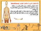 aia_body-skeleton-7-15.jpg