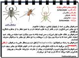 b5fn_spiders_-6-14.jpg