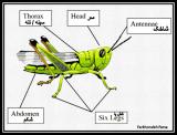 bbci_invertebrate_project-5-12.jpg