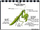 bnqh_insects-6-16.jpg