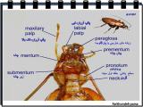 dbcb_insects-14-9.jpg
