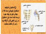 dkyi_body-skeleton-4-20.jpg