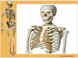 dpoc_body-skeleton-4-15.jpg