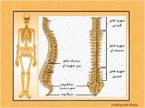 ecku_body-skeleton-5-3.jpg