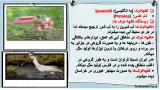 f12m_stork-5-6.jpg