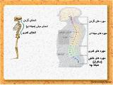 fur2_body-skeleton-4-7.jpg