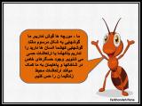 geeu_l-s-c-ant-7.jpg